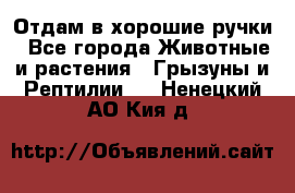 Отдам в хорошие ручки - Все города Животные и растения » Грызуны и Рептилии   . Ненецкий АО,Кия д.